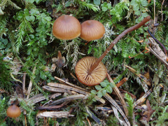 Galerina triscopa