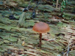 Galerina triscopa