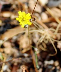 Crepis fraasii