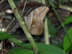 Eryphanis automedon