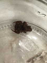 Pseudouroctonus reddelli