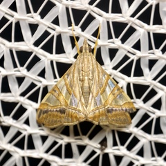 Agrioglypta zelimalis