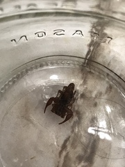 Pseudouroctonus reddelli