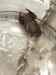 Pseudouroctonus reddelli