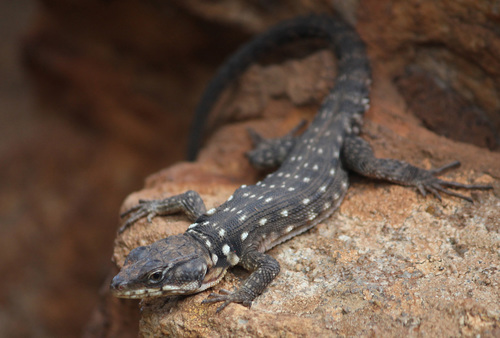 Highveld Crag Lizard