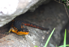 Pseudocordylus melanotus