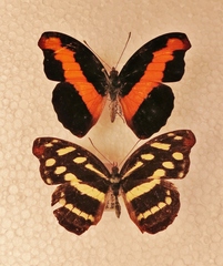 Catonephele mexicana