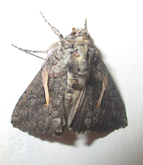 Vittaplusia vittata