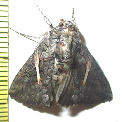 Vittaplusia vittata