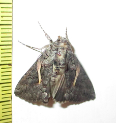 Vittaplusia vittata