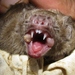 White-winged Vampire Bat - Photo (c) Eric van den Berghe, some rights reserved (CC BY-NC), uploaded by Eric van den Berghe