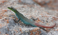 Platysaurus orientalis