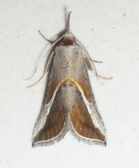 Rhynchina tinctalis