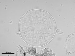 Actinoptychus senarius