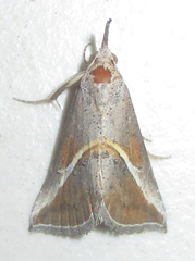 Rhynchina tinctalis