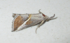 Rhynchina tinctalis
