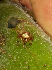 Verrucosa cylicophora