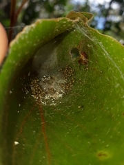 Verrucosa cylicophora