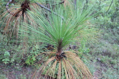 Pinus devoniana