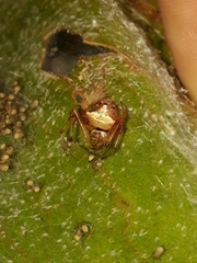 Verrucosa cylicophora