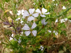 Raphanus raphanistrum raphanistrum