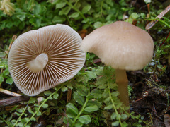 Psathyrella pygmaea