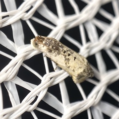 Oriodryas olbophora