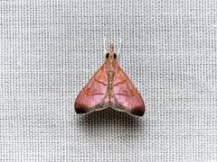 Hemiscopis sanguinea