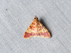 Taurometopa