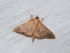 Tetridia vinacealis