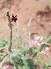 Xerocladia viridiramis image