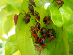 Tynacantha marginata