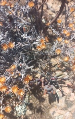 Helichrysum cylindriflorum