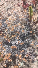 Helichrysum cylindriflorum