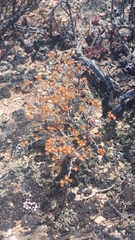 Helichrysum cylindriflorum