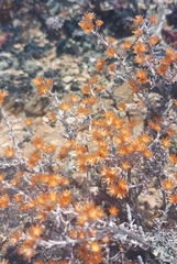 Helichrysum cylindriflorum