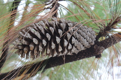 Pinus devoniana
