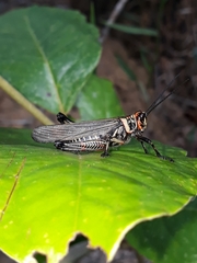 Chromacris nuptialis