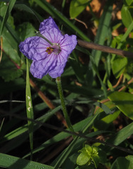 Erodium gruinum