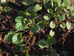 Convolvulus coelesyriacus