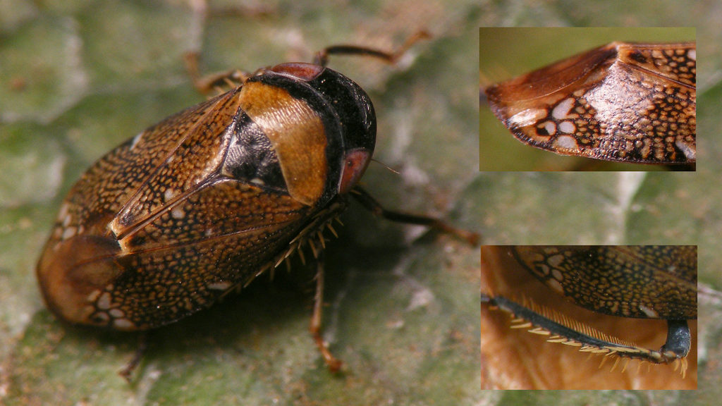 Penthimia irrorata