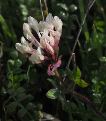 Trifolium clypeatum