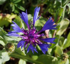 Centaurea cyanoides