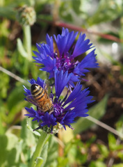 Centaurea cyanoides