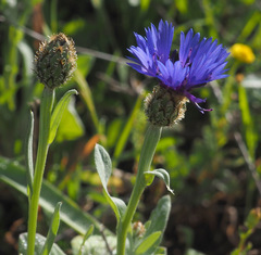 Centaurea cyanoides