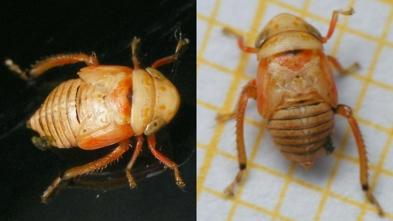 Penthimia irrorata