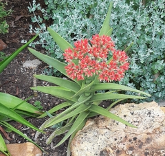 Crassula perfoliata coccinea