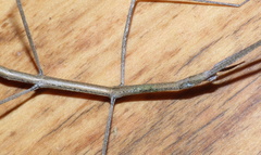 Bacillidae