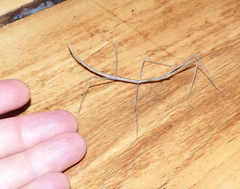 Bacillidae