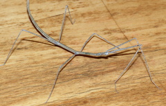 Bacillidae